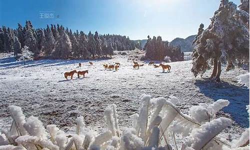 重庆旅游攻略来了冬天住哪里最好_重庆冬天适合去哪里旅游