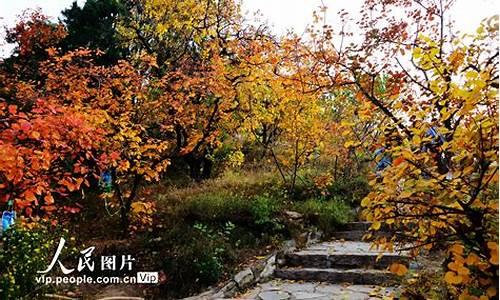 北京香山公园红叶_北京香山公园红叶红了吗