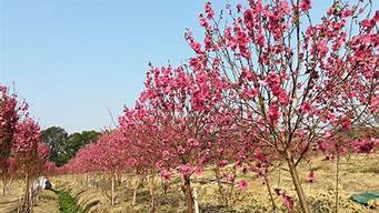 广州石马桃花公园_广州石马桃花公园的桃花什么时候开