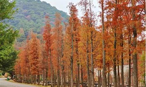 南宁金花茶公园落羽杉_南宁金花茶公园落羽杉季节