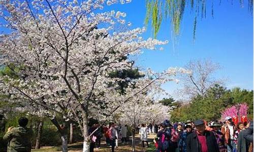 09年北京清明节旅游路线_北京清明节旅游攻略