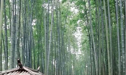 蜀南竹海旅游攻略时间行程安排_蜀南竹海旅游攻略时间行程安排表